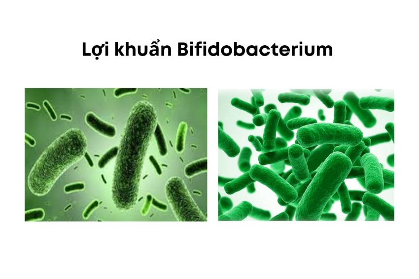 bifidobacterium là gì