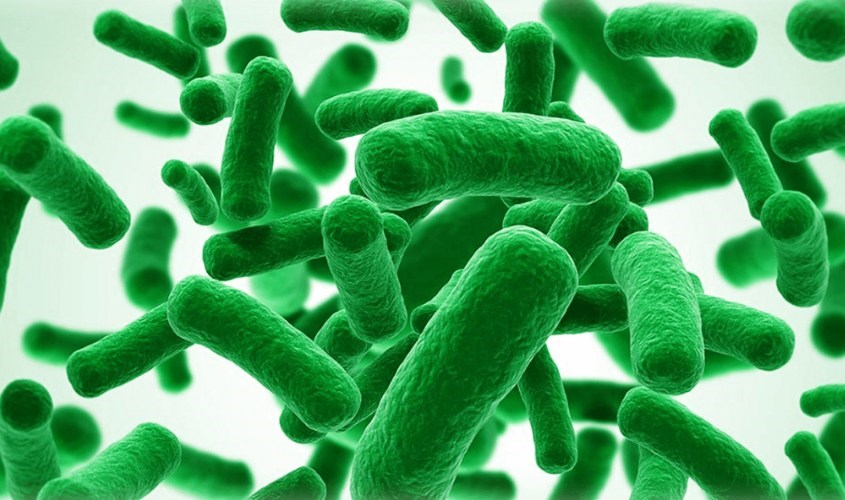 loi-khuan-bifidobacterium-la-gi