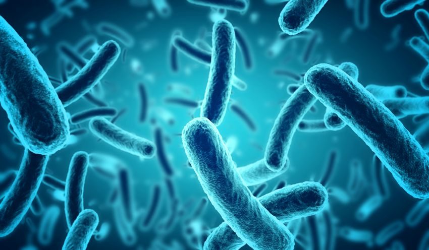 probiotics trong cơ thể
