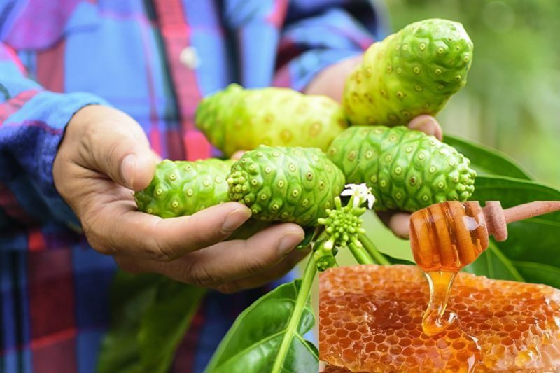 Tìm hiểu cách làm trái nhàu ngâm mật ong probiotics đơn giản tại nhà cùng TaBu.