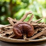 Tác dụng của nấm linh chi đối với phụ nữ bạn nên biết